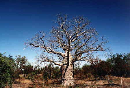 Boa-Boa-Baum (Flaschenhals-Baum)