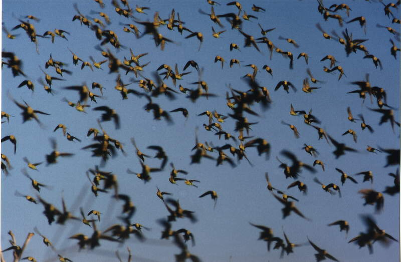 Wellensittich-Schwarm in den Outbacks