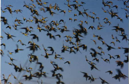 Wellensittich-Schwarm in den Outbacks