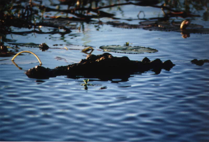 Salzwasser-Krokodil im Yellowwater