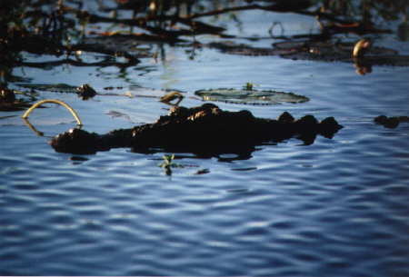 Salzwasser-Krokodil im Yellowwater