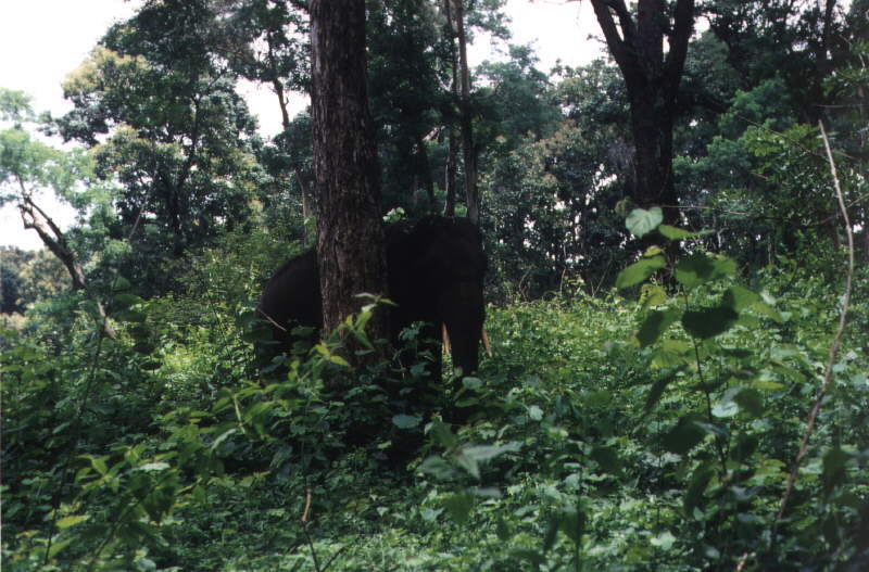 Elefantenbulle in Nationalpark in Tamil Nadu