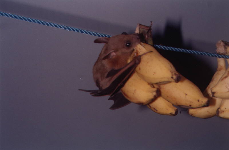 Fledermaus beim Essen unserer wegen der Ameisen und Kakalaken aufgeh&auml;ngten Bananen