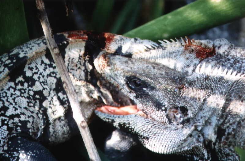 Der 'K&ouml;nig von Tulum' bei der Tagespolitik