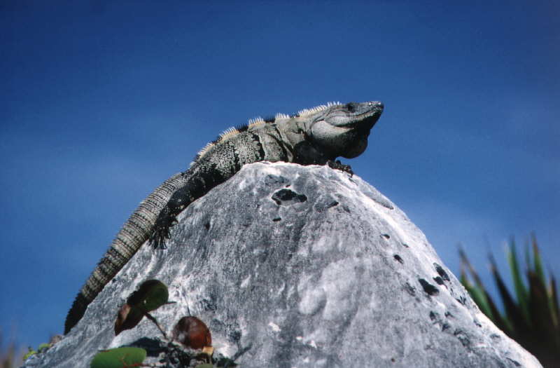 Der 'K&ouml;nig von Tulum'