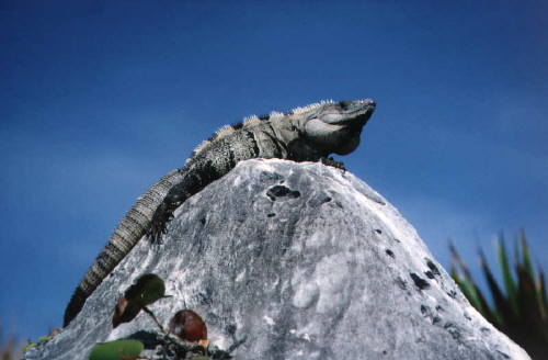 Der 'K&ouml;nig von Tulum'